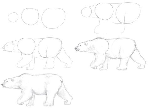 Step 1: Draw a small circle for the head, a medium circle for the front of the body, and a larger circle-like shape for the rear. Notice the distance between each shape. Step 2: Connect the shapes as shown. Add curves for a front and rear leg. Draw A Polar Bear, Polar Bear Drawing, Bear Drawing, Bio Art, Easy Art Projects, Sketches Tutorial, Nature Drawing, Small Circle, Food Chain