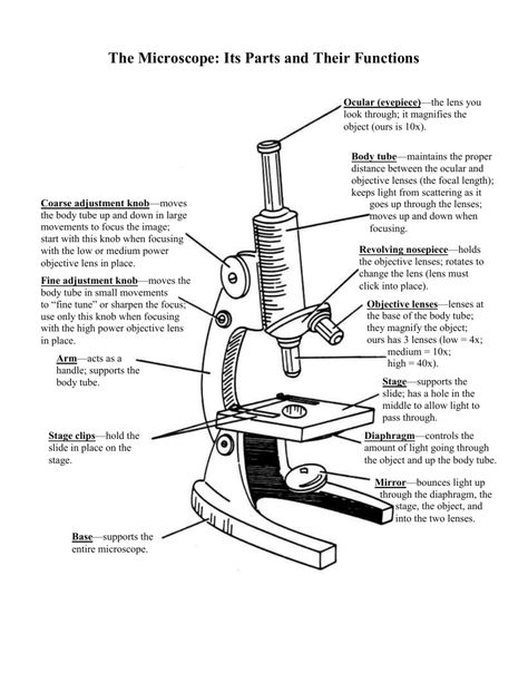 The Microscope: Its Parts and Their Functions Microscope And Its Parts, Parts And Function Of Microscope, Parts Of Microscope And Its Function, Microscope Drawing With Parts, Compound Microscope Drawing With Label, Microscope Drawing With Label, Microscope Parts And Functions, Microscope Notes, Microscope Worksheet