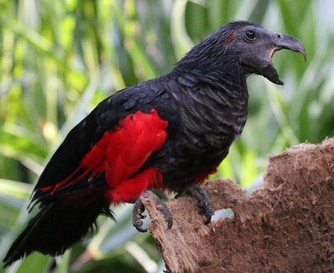 Also known as the Dracula parrot or as the vulturine parrot. It is the only member of its genus. Found only in Papua New Guinea cloud forests. Dracula Parrot, Black Parrot, Tropical Birds, High Fantasy, Classic Horror, Horror Films, Dracula, Birdy, Love Birds