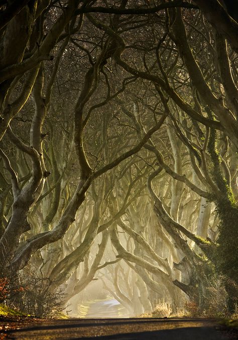 Dark Hedges Ireland, The Dark Hedges, Mystic Forest, Dark Hedges, Foto Tips, Tree Photography, Photo Tree, Dark Forest, Magical Places