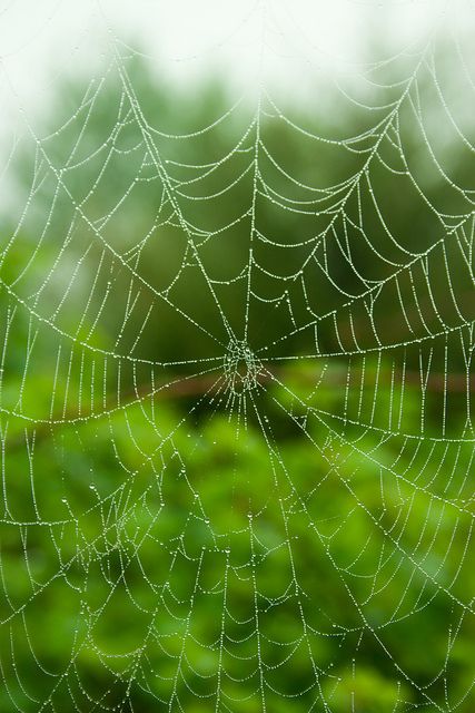 Itsy Bitsy Spider, Spider Art, Dew Drops, Arachnids, Macro Photography, Country Life, Spider Web, Shades Of Green, Mother Nature