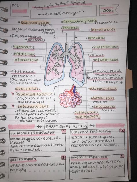 Teas Science Notes, Biomedical Science Notes, Anatomy Drawing Notes, Drawing Notes, Gas Exchange, Biochemistry Notes, Teas Test, Lung Anatomy, Nursing School Essential