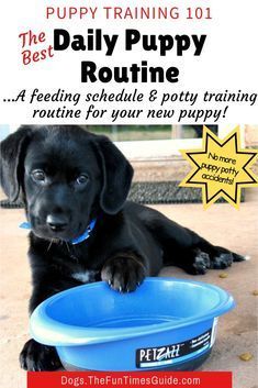 Puppy Routine, Dog Routine, Dog Feeding Schedule, Puppy Feeding Schedule, Potty Training Schedule, Puppy Potty Training Tips, Puppy Schedule, Puppy Feeding, Puppy Training Schedule