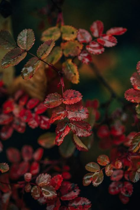 Autumn Rain, Autumn Magic, Leaf Images, Look At The Sky, Fall Feels, Warm Autumn, Autumn Aesthetic, Autumn Garden, Samhain