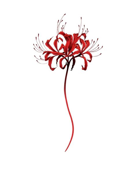 Red Spider Lily Tattoo, Lilly Tattoo Design, Lily Tattoo Design, Cherub Tattoo, Magic Runes, Simple Tattoos For Guys, Red Spider Lily, Spider Lily, Vine Tattoos