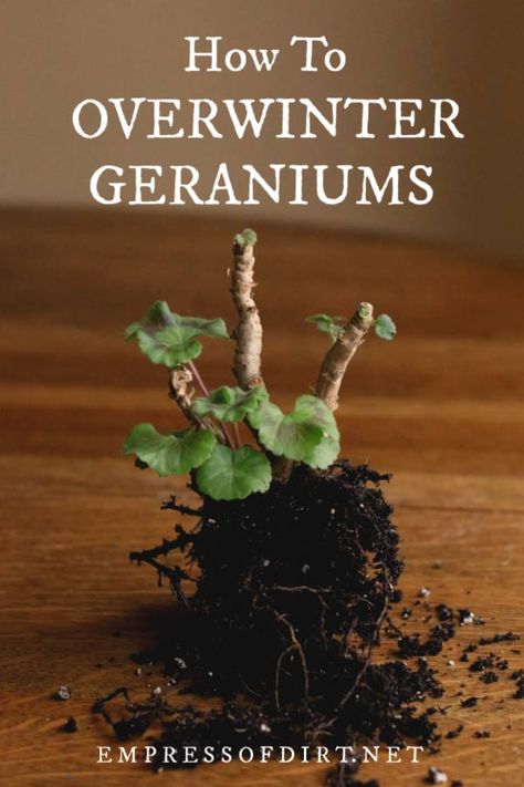 4 Easy Ways to Overwinter Geraniums | Empress of Dirt Overwinter Geraniums, Overwintering Geraniums, Growing Geraniums, Geraniums Garden, Cool Storage, Geranium Plant, Overwintering, Winter Plants, Kew Gardens