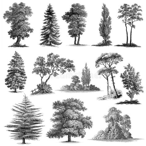 Tree Drawings Pencil, Canvas For Beginners, Tree Sketches, Landscape Sketch, Tree Clipart, Vintage Drawing, Vintage Tree, Tree Silhouette, Landscape Drawings