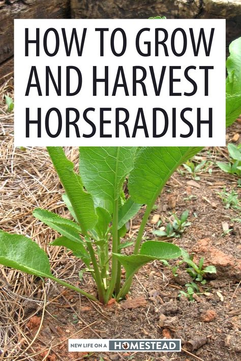 Harvest Horseradish, Horseradish Plant, Growing Horseradish, Garden Hacks Diy, Spice Garden, Medicinal Garden, Homestead Gardens, Garden Kit, Garden Veggies