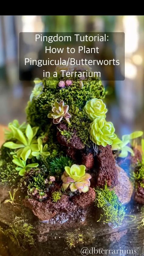 I hope this tutorial video inspires you to try making a carnivorous plant terrarium of your very own using Pinguiculas (aka Butterworts)!… | Instagram Pinguicula Terrarium, Terrarium Tutorial, Carnivorous Plants Terrarium, Terrarium Inspiration, Man Eating Plant, Bog Garden, Gardens Of Babylon, Aquarium Landscape, Plant Terrarium