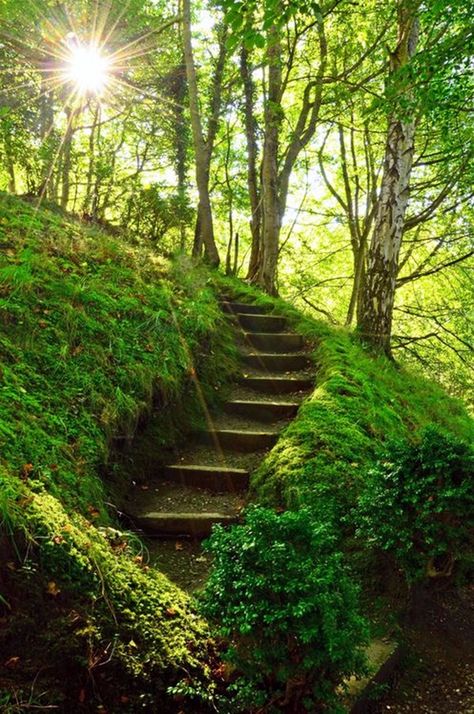 Landscaping On A Hill, Pathway Landscaping, Garden Stairs, Forest Path, Garden Pathway, Stairway To Heaven, Garden Paths, Staircases, In The Forest