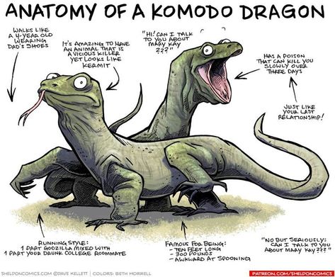 13 Funny Illustrations That Show The Anatomy Of Various Creatures - I Can Has Cheezburger? Komodo Illustration, Bearded Dragon Funny, Dragon Anatomy, Bearded Dragon Diet, Funny Illustrations, Cute Reptiles, Komodo Dragon, Funny Illustration, Komodo