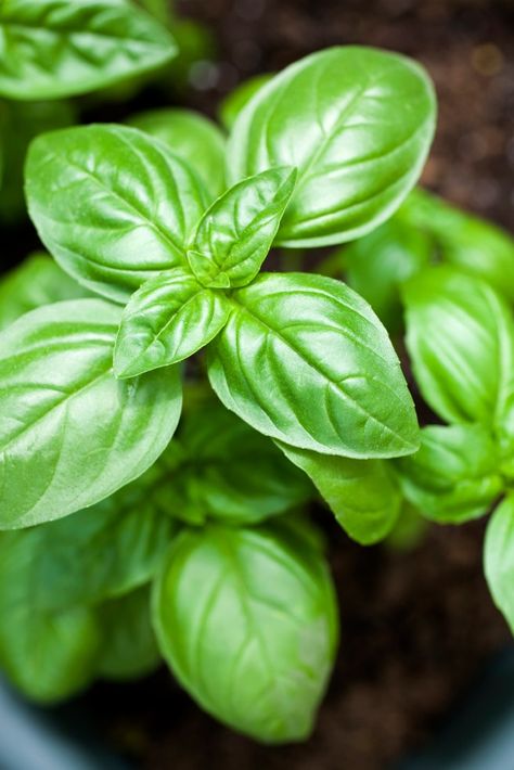 Basil Home Remedy For Headache, Basil Essential Oil, Growing Basil, نباتات منزلية, Natural Headache Remedies, Basil Plant, Mosquito Repelling Plants, Healthy Food Facts, Organic Essential Oils