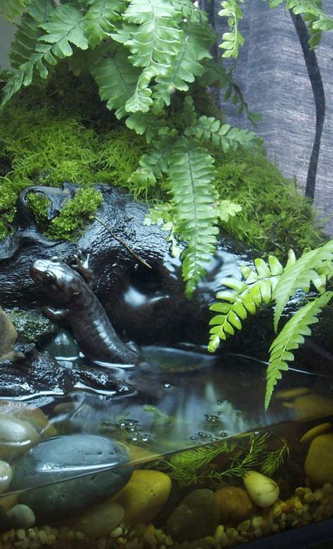 Salamander Tank Setup, Tiger Salamander Enclosure, Salamander Enclosure, Salamander Tank, Salamander Terrarium, Bioactive Vivarium, Tiger Salamander, Frog Terrarium, Cool Fish Tanks