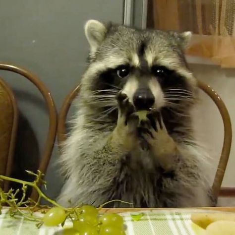 Raccoon Eating, Eating People, Animal Eating, Funny Christmas Presents, American Funny Videos, Funny Baby Bibs, Funny Animals With Captions, Super Funny Pictures, Funny Relationship Memes