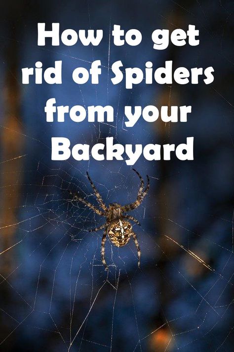 Are spiders giving you the creeps in your backyard? Don't worry! We've got you covered. Our expert guide on how to get rid of spiders from your backyard will leave your outdoor space arachnid-free in no time. You'll learn natural and safe ways to repel spiders, from using essential oils to creating spider-proof barriers. Follow our tips and tricks to enjoy your backyard without the fear of eight-legged friends lurking around. Spider Control, Spiders Repellent, Get Rid Of Spiders, Garden Spider, Glue Traps, Insect Species, Newborn Schedule, Mosquito Repelling Plants, Small Insects