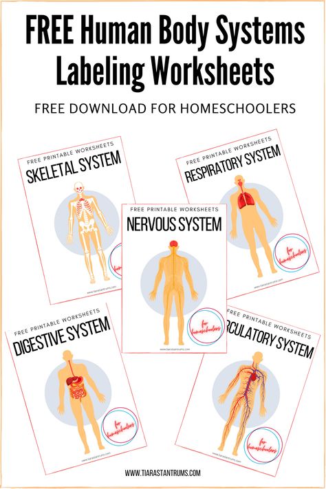 Bones Of The Body Anatomy Learning, Medical Worksheets, Nervous System Projects, Body Systems Activities, Human Body Systems Projects, Body Systems Project, Body Systems Worksheets, Skeletal System Worksheet, Human Body Unit Study