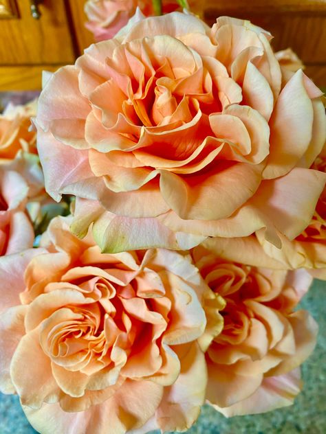 Phoenix Rose is a beautiful peach with pink undertones. Sugar Sculpture, Coral Roses, Garden Fun, Rose Varieties, Earthy Colours, Rose Peach, Peach Rose, Rose Party, Floral Inspiration