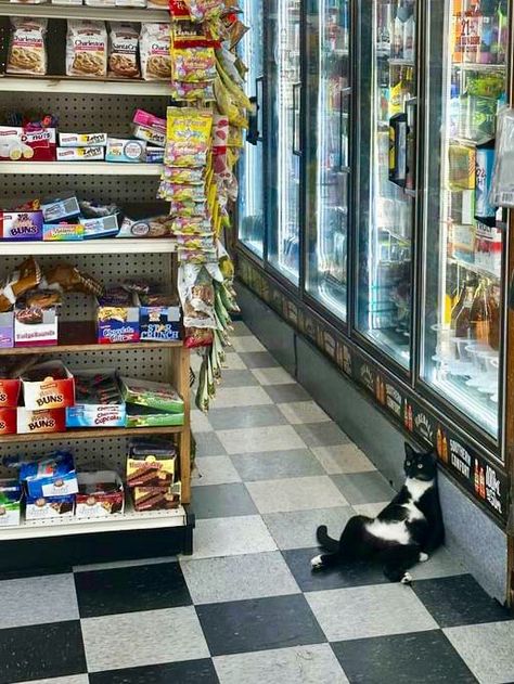 Bodega Cats (@Bodegacats_) on X Painting Cats, Bodega Cat, Brand Image, Funny Cute, Funny Photos, Get Ready, Funny Cats, The Globe, Globe