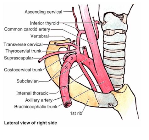 Subclavian artery Arteries Anatomy, Human Heart Anatomy, Subclavian Artery, Ultrasound Sonography, Vertebral Artery, Anatomy Images, Medical Mnemonics, Dental Anatomy, Carotid Artery