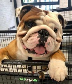 Cute Bulldog Puppies, Bulldog Francese, Cute Bulldogs, English Bulldog Puppies, Bull Dogs, English Bulldog Puppy, Cute Dogs And Puppies, Cane Corso, Potty Training