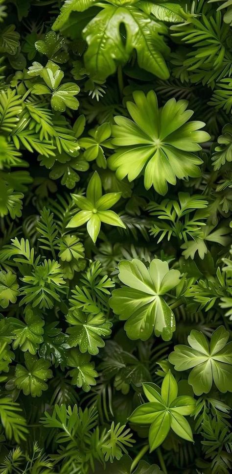 Green Colour Growing Plant Wallpaper, Growing Plants Wallpaper, Green Plant Background, Macro Ideas, Green Nature Wallpaper, Hypebeast Iphone Wallpaper, Tree Wallpaper Iphone, Photo Border, 4k Images