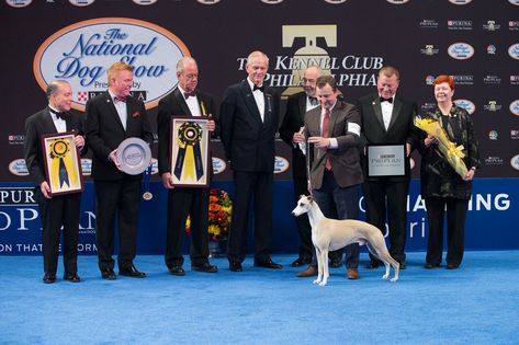 Whiskey the Whippet Wins Best in Show at 17th Annual National Dog Show Presented by Purina Dog Labradoodle, Brussels Griffon, Best In Show, Afghan Hound, American Kennel Club, Dog Show, Labradoodle, Whippet, Short Story