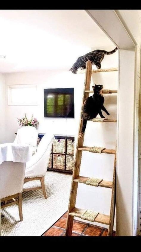 Katt Diy, Katt Grejer, Kat Diy, Chat Diy, Cat Ladder, Diy Cat Tree, Cat Towers, Cat Playground, Cat Furniture Diy