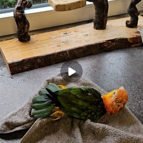 Caique Parrot Funny, Wet Chicken, Caique Parrot, Gray Parrot, African Gray Parrots, African Grey Parrot Toys, Parrot Memes Hilarious, Pet Bird, Cool Pets