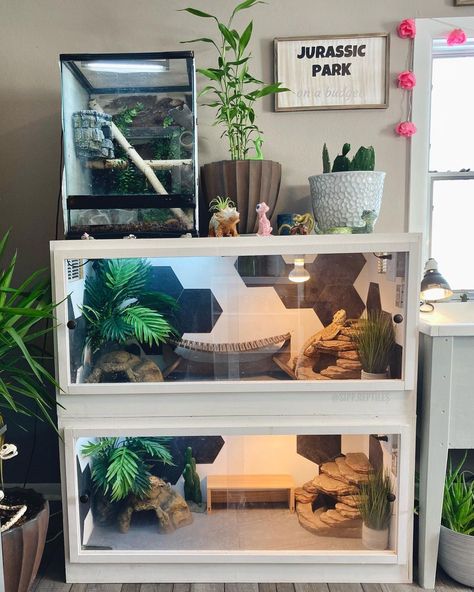 Sipp Reptiles on Instagram: “Can’t wait to redo the frogs enclosure and add more to the dragons🥴💓 I rush myself thinking “Instagram isn’t going to like this” and I…” Terrarium Stand Reptile, Reptile Shelving, Stacked Reptile Enclosure, Reptile Stand Ideas, Aquarium Shelves, Reptile Shelf, Reptile Room Aesthetic, Diy Reptile Enclosure, Frog Enclosure