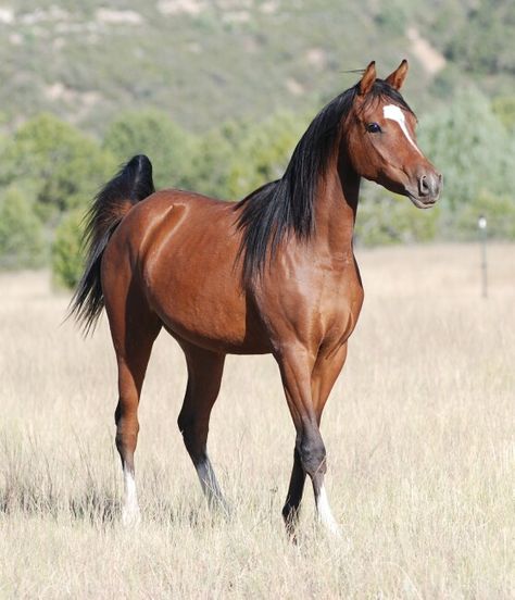 bay Arabian horse Bay Arabian Horse, Arabian Thoroughbred, Bay Horses, Horse Markings, Horse Therapy, Bay Horse, Arabian Beauty, Most Beautiful Horses, Most Beautiful Animals