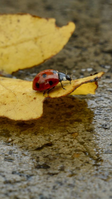 Ladybugs Aesthetic, Ladybug Photography, Ladybug On Leaf, Rainy Autumn, Insect Photography, Yellow Leaf, Yellow Animals, Felt Animal, A Ladybug