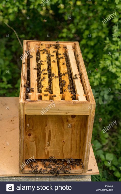 Bee Nuc, Bee Equipment, Backyard Beehive, Tree Stump Decor, Bee Hives Boxes, Bee Hives Diy, Bee Hive Plans, Buzz Bee, Bee House