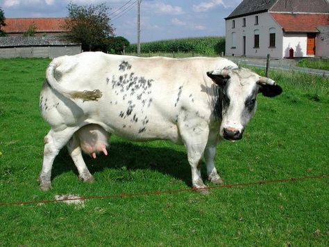 Belgian Blue Cattle, Belgian Blue, Blue Cow, Cattle Breeds, Blue Roan, Beef Cattle, Milk Production, White Patches, Dairy Cows