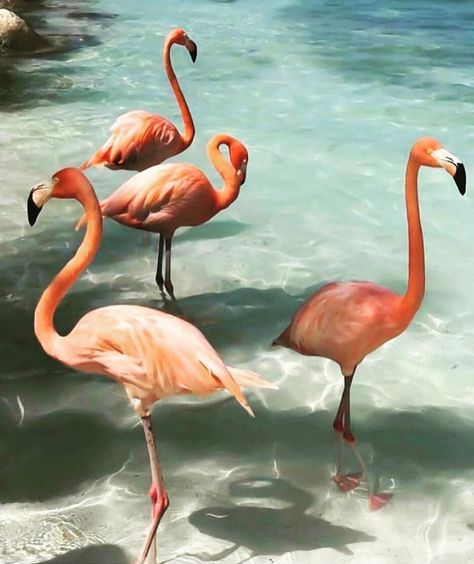 Flamingo Animal, Regard Animal, Animals Wallpapers, Dream Collage, Animals Tattoo, Blue Rose Tattoos, Flamingo Wallpaper, Flamingo Beach, Tropical Flamingo