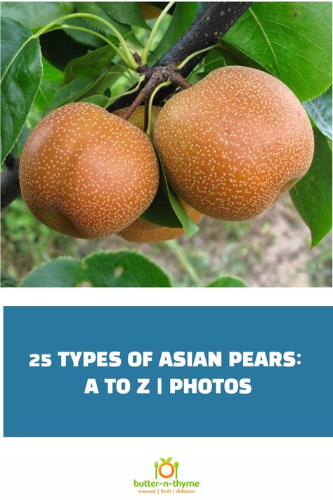 Asian Pears growing on branch. Asian Pears Recipes, Canned Asian Pears, Asian Pears, Preserving Asian Pears, Asian Pear Butter, Asian Pear, Asian Pear Crisp, Asian Pear Tree, Asian Pear Recipes