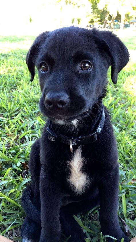 Black lab & Australian Shepard mix! Australian Shepherd Lab Mix, Australian Shepard Mix, Cutest Dog Breeds, Lab Mix Puppies, Labrador Noir, Pitt Bull, Cutest Dogs, Black Lab Puppies, Lab Puppies