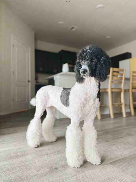 Parti Poodle Standard, Short Poodle Haircut, Poodle Tail, Haircuts Female, Standard Poodle Haircuts, Poodle Haircuts, Dogs Poodle, Grooming Ideas, Parti Poodle