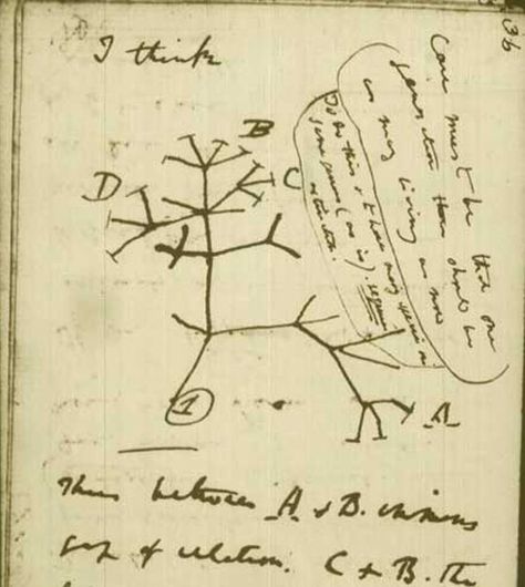 Tree Of Life Evolution, Charles Darwin Evolution, Darwin Tree Of Life, Darwin Evolution, Darwin's Theory Of Evolution, Darwin Theory, Creation Science, Theory Of Evolution, Charles Darwin