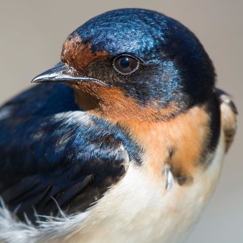 Regard Animal, Bird Identification, Barn Swallow, Education Art, Swallows, Bird Pictures, Bird Drawings, Pretty Birds, Bird Photo