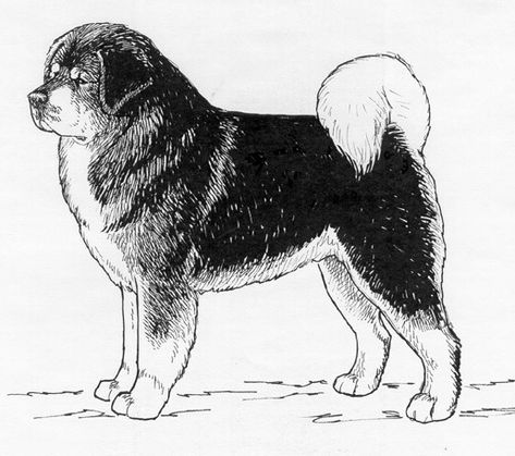 Tibetan Mastiff, Dogs, Animals