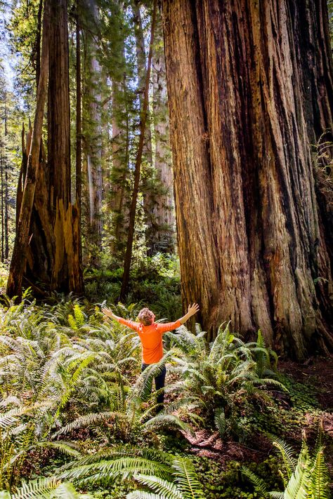 Lost Coast Trail, Humboldt Redwoods State Park, Backpacking Routes, Coastal Redwood, Beautiful Parks, Sunset Magazine, The Redwoods, Humboldt County, Forest Bathing