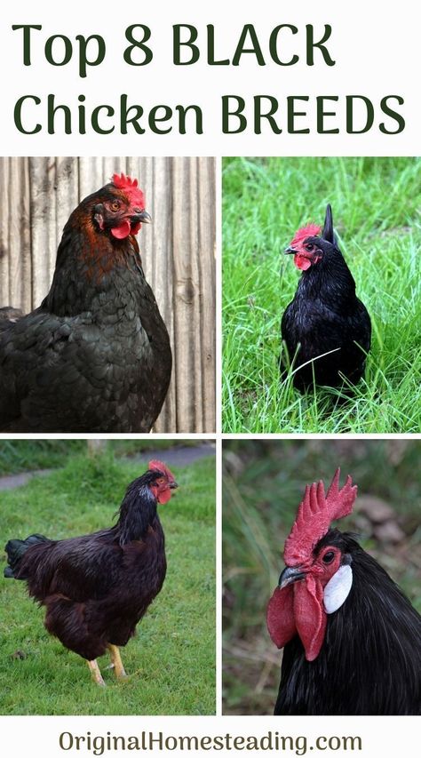 Black Chickens Breeds, Black Astrolorps Chicken, Black Orpington Chickens, Black Chicken Breeds, Mystic Onyx Chicken, All Black Chicken, Black Chicken Coop, Chicken Recipe Slow Cooker, Barnyard Chickens