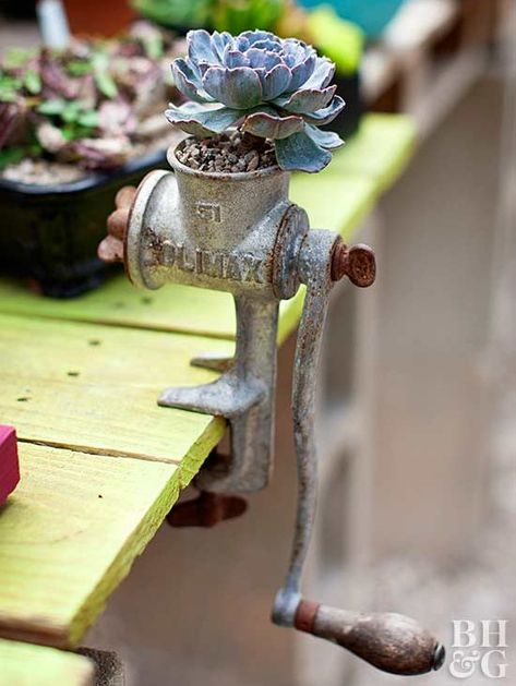 succulent planted in an old hand-crank meat grinder Farmhouse Thrift Store Makeovers, Upcycled Thrift, Succulent Containers, Golden Barrel Cactus, Thrift Store Makeover, Ghost Plant, Upcycle Garden, Cottage Market, Thrift Store Crafts