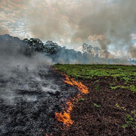 Avi Kaplan on Twitter: "This has been weighing heavily on my heart. Forests are our lungs. The Amazon itself is home to 1 million indigenous people and 3 million species. It’s so important that we all do our part to protect this beautiful world we are so blessed to live in.  #SaveTheAmazon… https://t.co/B3iHoqhqNW" Amazon Deforestation, Amazon Forest, Forest Poster, Ronaldo Cristiano, In Flames, Montage Photo, Voyage Europe, Amazon Rainforest, Cabin In The Woods