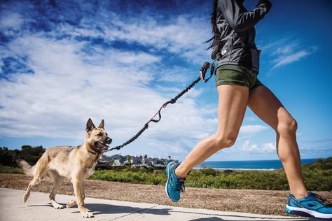 Running With Dog, Puppy Training Treats, Hands Free Dog Leash, Dog Leash Training, Dog Lead, Dog Runs, Free Dogs, How To Start Running, Puppy Training