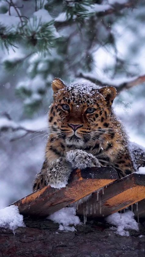 Massimo on X Regnul Animal, Amur Leopard, Wild Animals Pictures, Exotic Cats, Majestic Animals, Cute Wild Animals, Snow Leopard, Nature Animals, Beautiful Cats