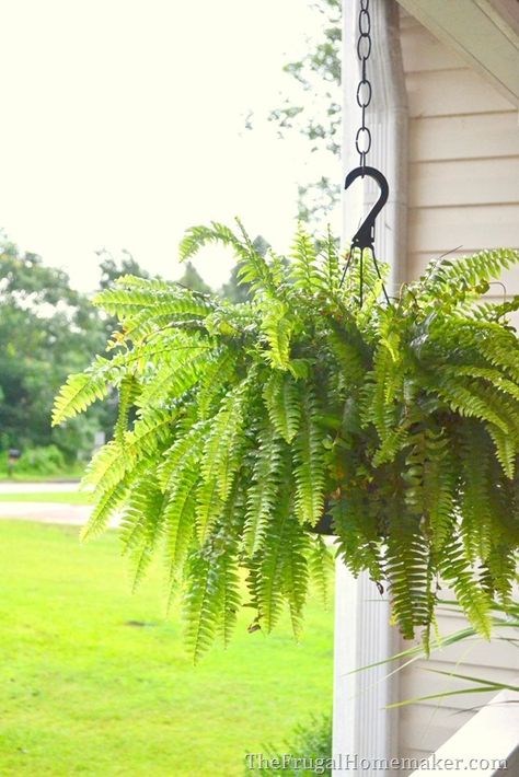 How to keep your ferns green and growing even in the summer heat Ferns Along Fence, How To Grow Ferns, Ferns On Porch, How To Care For Ferns Outdoors, Planting Ferns In Ground, Porch Ferns, How To Keep Ferns Green, Upside Down Hanging Fern, Ferns In Hanging Baskets