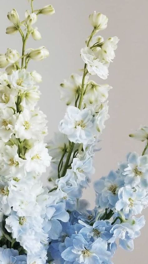 Pale Blue Flowers Aesthetic, Blue Stock Flower, Pale Blue Delphinium, Delfinium Flower Wedding, Delphium Flower, Larkspur Flower Aesthetic, Light Blue Flowers Aesthetic, Delphinium Flower Aesthetic, Blue White Wedding Flowers