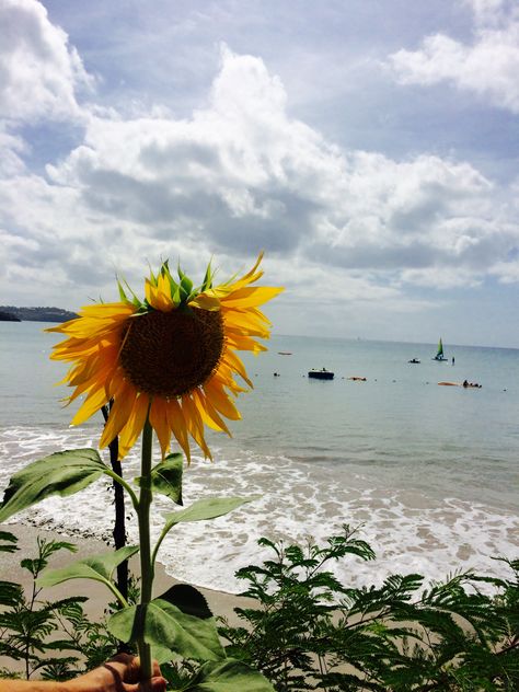 Beach Sunflower, Sunflower And Sunshine Aesthetic, Sun Flower Asethic, Iphone Backrounds, Sunflower Fields Aesthetic, Sunflower Cottage, Sunflower Meadow, Sunflower Garden, Beach Wallpaper