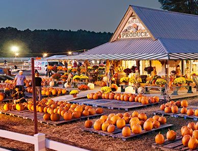 Pumpkin Patch Business, Farm Market Ideas, Agritourism Farms, Farm Tourism, Beach Farm, Pumpkin Patch Farm, Lawn Ideas, Orchard House, Halloween Lawn